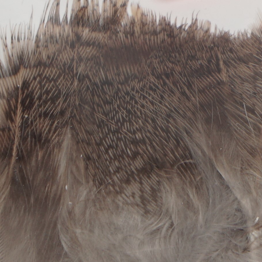 Soldarini Partridge Selected Natural Brown selekcjonowane pióra kuropatwy